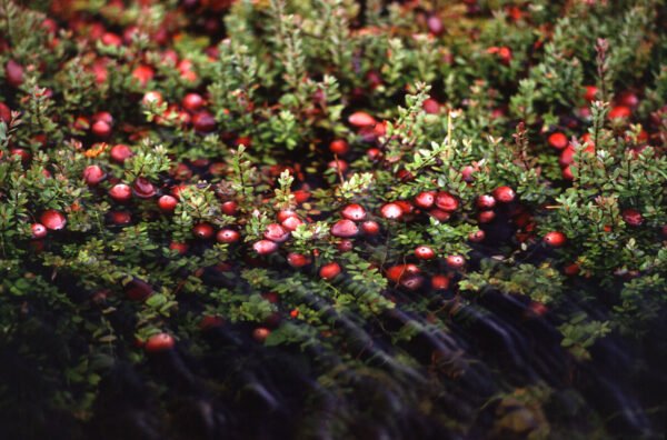 Cranberries - Image 2